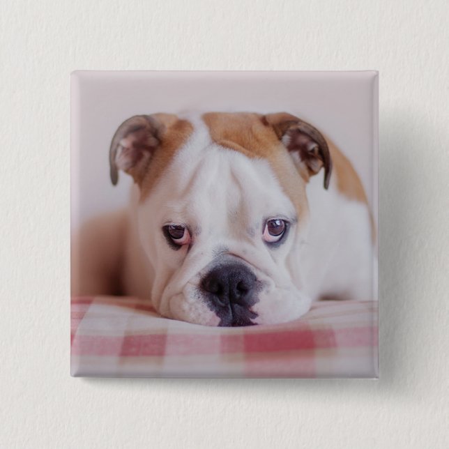 Schüchterner englischer Bulldoggen-Welpe Button (Vorderseite)