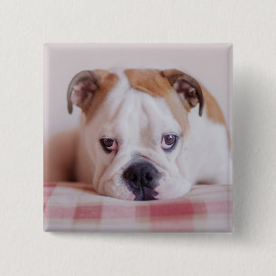 Schüchterner englischer Bulldoggen-Welpe Button