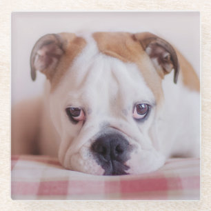 Schüchterner englischer Bulldoggen-Welpe Glasuntersetzer