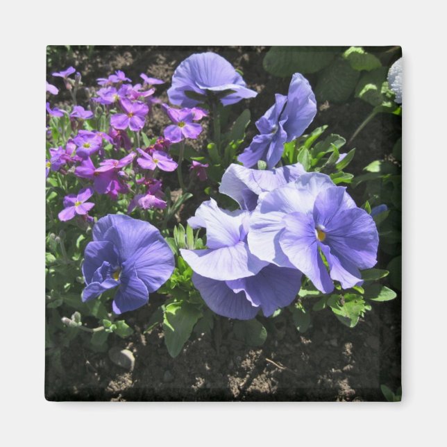 Schüchternes lila Stiefmütterchen Magnet (Vorne)