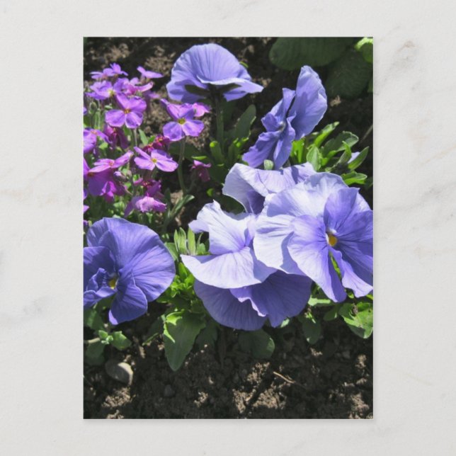 Schüchternes lila Stiefmütterchen Postkarte (Vorderseite)