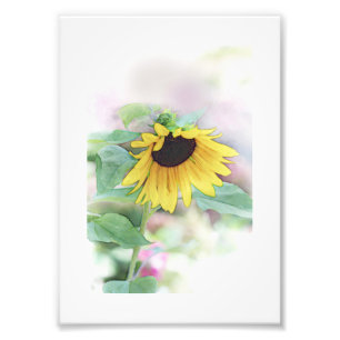 'Schüchternes Sunflower Fotodruck