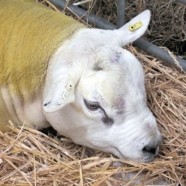 SCHUHE FLIESE (A photographic design of a beautiful Texel sheep.)
