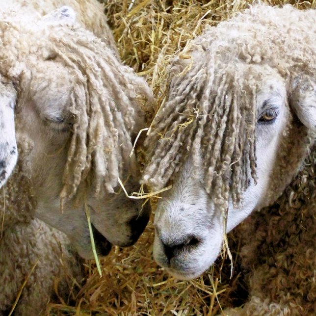SCHUHE KISSEN (Two beautiful Cotswold sheep captured photographically in a funny moment talking to each other.)