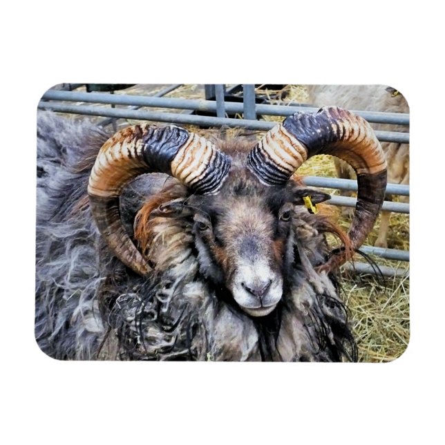 SCHUHE MAGNET (Horizontal)