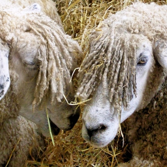 SCHUHE UNTERSETZER (Von Creator hochgeladen)