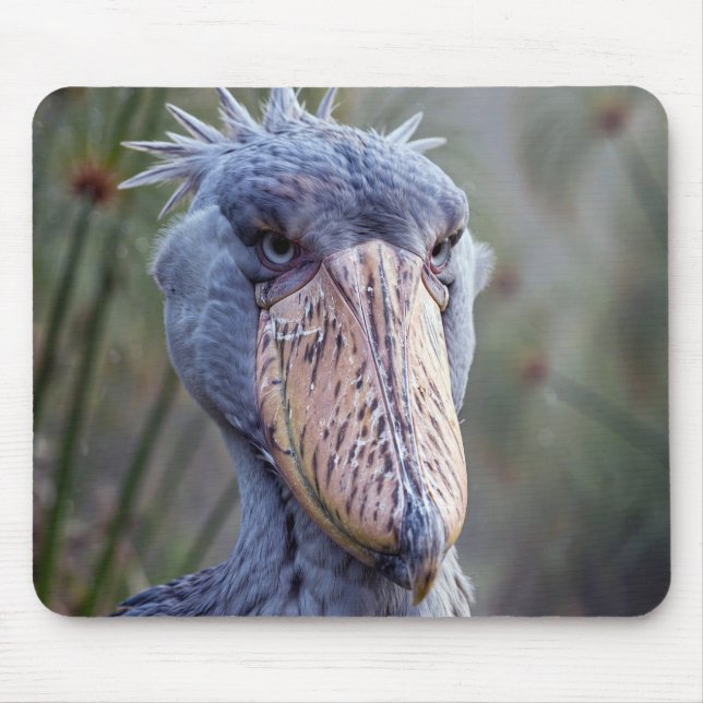 Schuhschnabel Mousepad (Vorne)