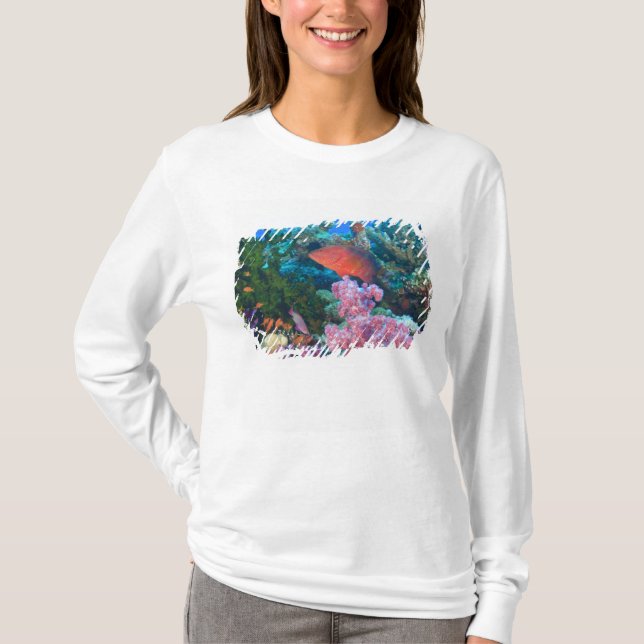 Schulbildung Fairy Basslets (Pseudanthias T-Shirt (Vorderseite)