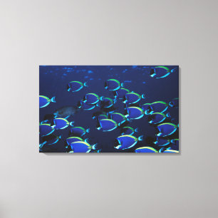 Schulbildung Powder Blue Surgeonfish Leinwanddruck