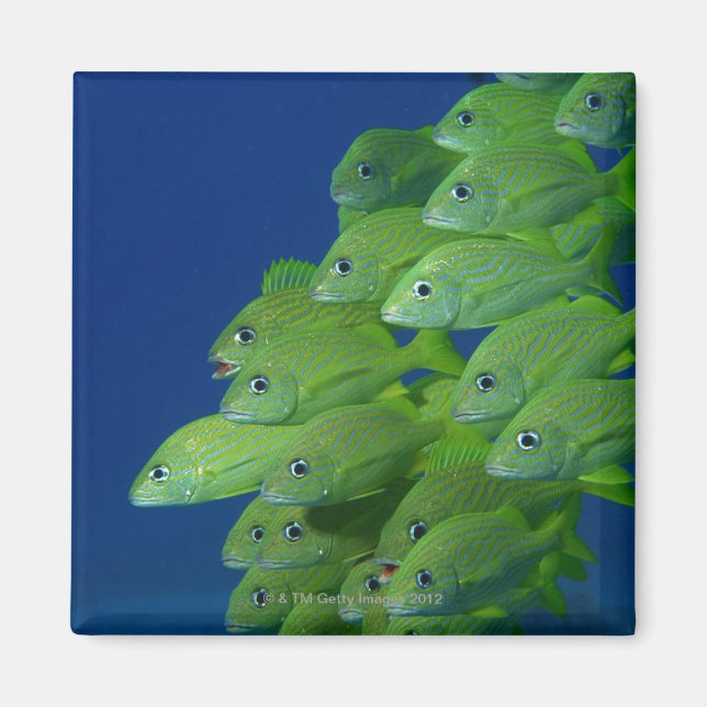 Schule der bluestripted und marginalisierten Grunt Magnet (Vorne)