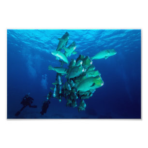 "Schule der Bumpheaded Papageien-Fische" Fotodruck