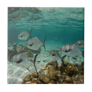 Schule der erlaubten Fische Fliese