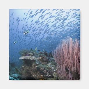 Schule der Fische über Riff Magnet