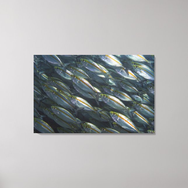 Schule der Gelben Jack (Carangoides) Leinwanddruck (Vorderseite)