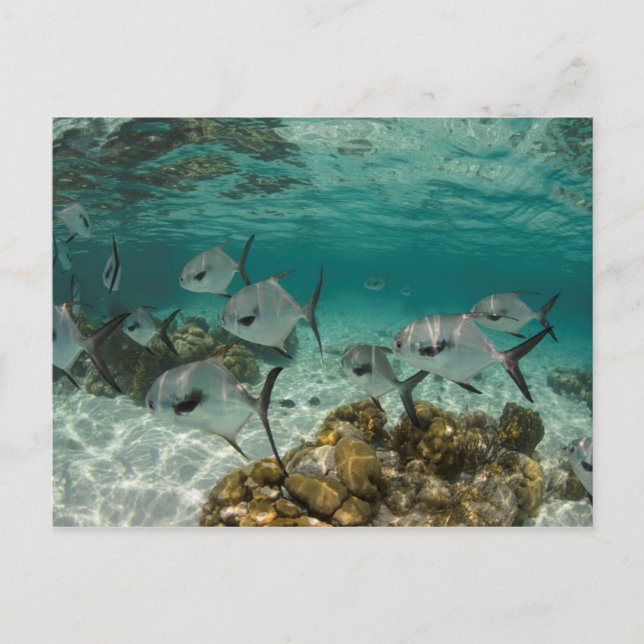Schule der Permit-Fische Postkarte (Vorderseite)