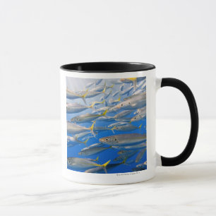 Schule der Regenbogen-Läufer, Meer von Cortez, Tasse