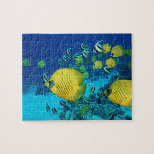 Schule der Schmetterlings-Fisch-Schwimmens auf dem