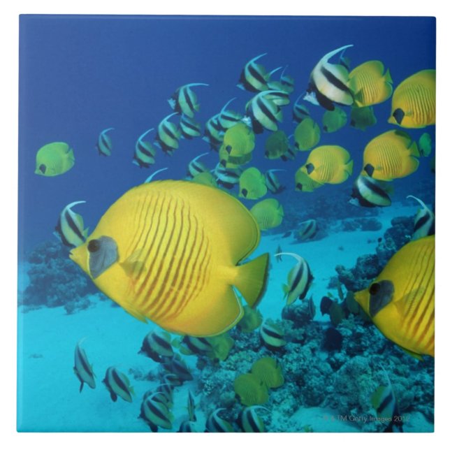 Schule der Schmetterlings-Fisch-Schwimmens auf dem Fliese (Vorderseite)