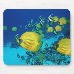 Schule der Schmetterlings-Fisch-Schwimmens auf dem Mousepad