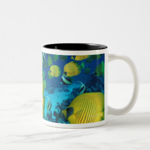 Schule der Schmetterlings-Fisch-Schwimmens auf dem Zweifarbige Tasse