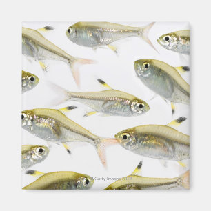 Schule der Tetra- Fische des Röntgenstrahls Magnet