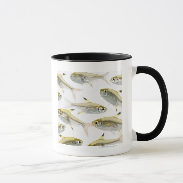 Schule der Tetra- Fische des Röntgenstrahls Tasse (Rechts)