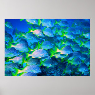 Schule für Schnapper Poster