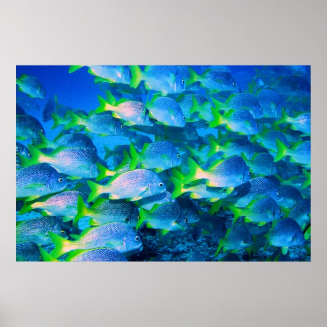 Schule für Schnapper Poster (Vorne)