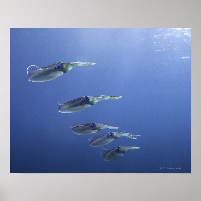 Schule für Tintenfisch in der Karibik Poster (Vorne)
