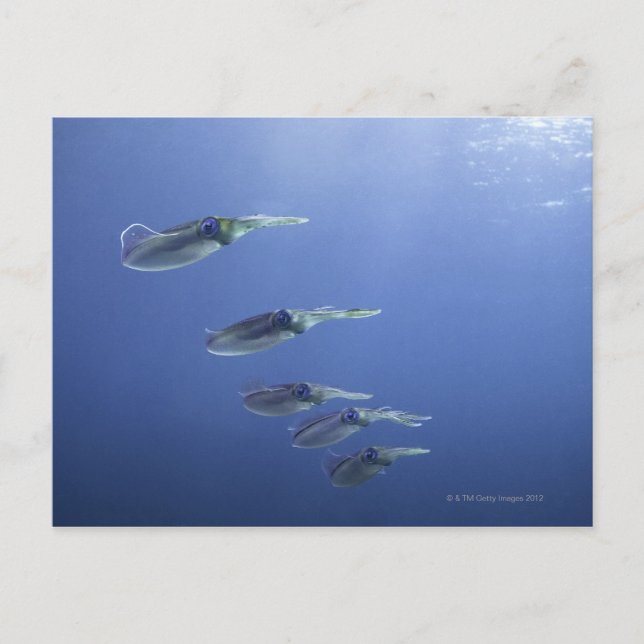 Schule für Tintenfisch in der Karibik Postkarte (Vorderseite)
