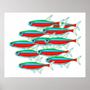 Schule Neon Tetras Poster