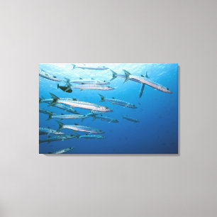 Schule von blackfin Barracuda (Sphyräna qenie) Leinwanddruck