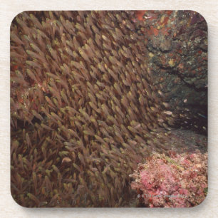 Schule von Fischen 2 Untersetzer