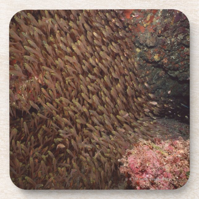 Schule von Fischen 2 Untersetzer (Vorderseite)