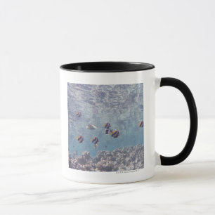 Schule von Fischen 3 Tasse