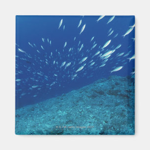 Schule von Fischen 6 Magnet