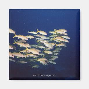 Schule von Fischen 8 Magnet