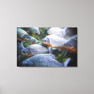 Schule von Piranhas (Pygocentrus nattereri) Leinwanddruck
