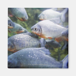 Schule von Piranhas (Pygocentrus nattereri) Magnet