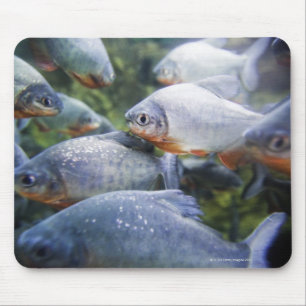 Schule von Piranhas (Pygocentrus nattereri) Mousepad