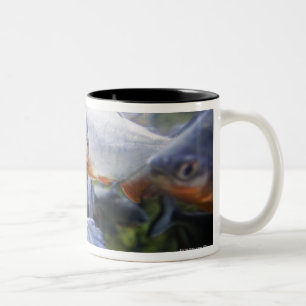 Schule von Piranhas (Pygocentrus nattereri) Zweifarbige Tasse