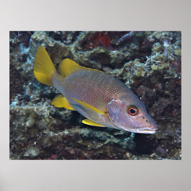 Schulmeister Poster (Vorne)