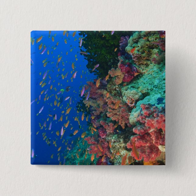 Schulschwarm Feenbarsche (Pseudanthias Button (Vorderseite)