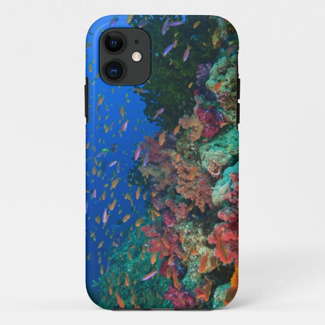 Schulschwarm Feenbarsche (Pseudanthias Case-Mate iPhone Hülle (Rückseite)