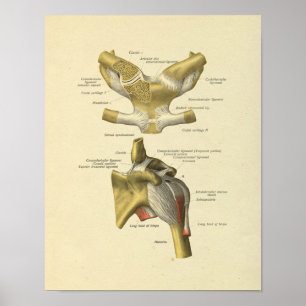 Schulter-Gelenk-Anatomie-Knochen-Druck Poster