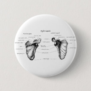 Schulterblatt-Details Button