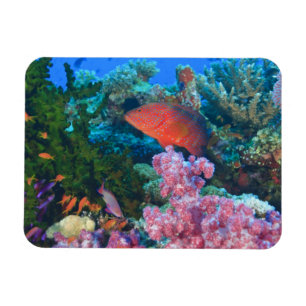 Schulung Fairy Basslets  (Pseudanthias Magnet