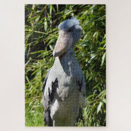 Schuppen (Balaeniceps rex)