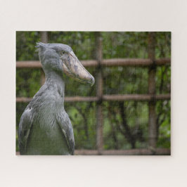 Schuppen (Balaeniceps rex)