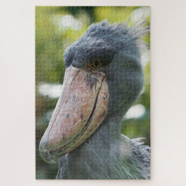 Schuppen (Balaeniceps rex)